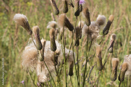 Природа вокруг нас