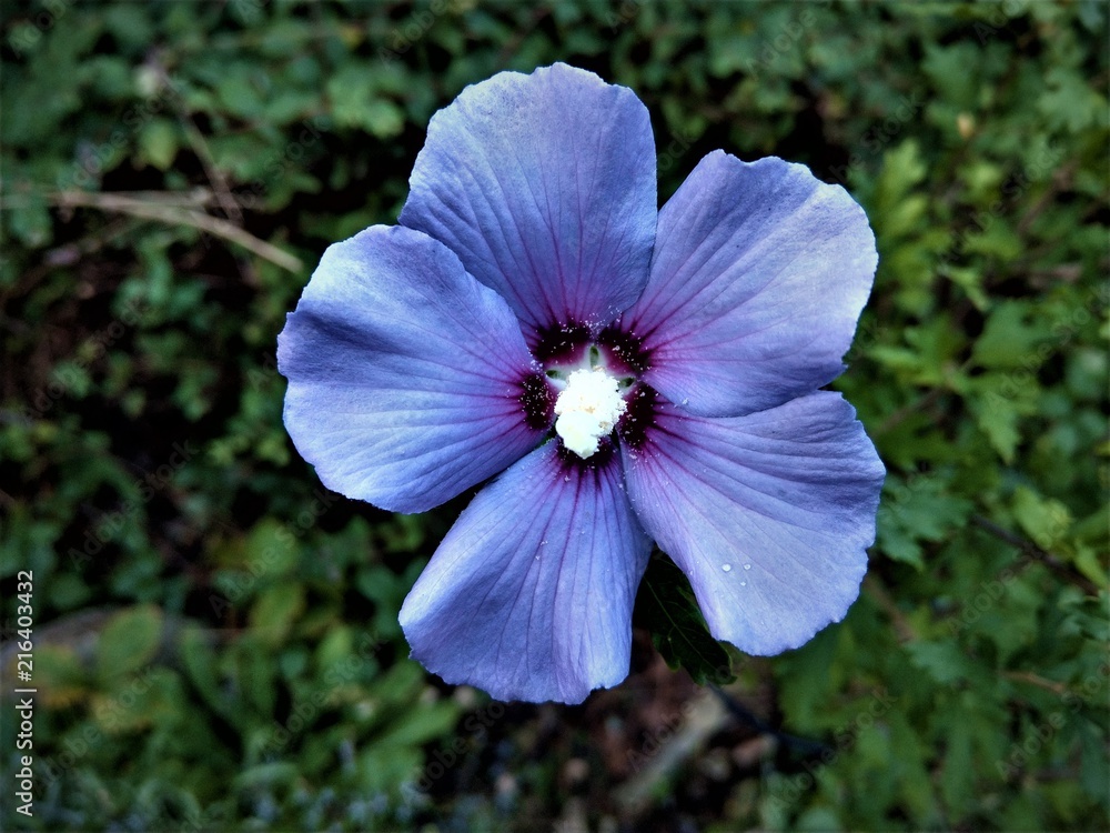 Obraz premium Malve, Malvenblüte