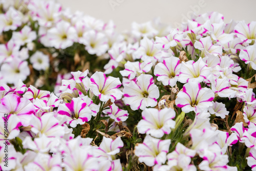 composizioni floreali di fiori bianchi e fucsia