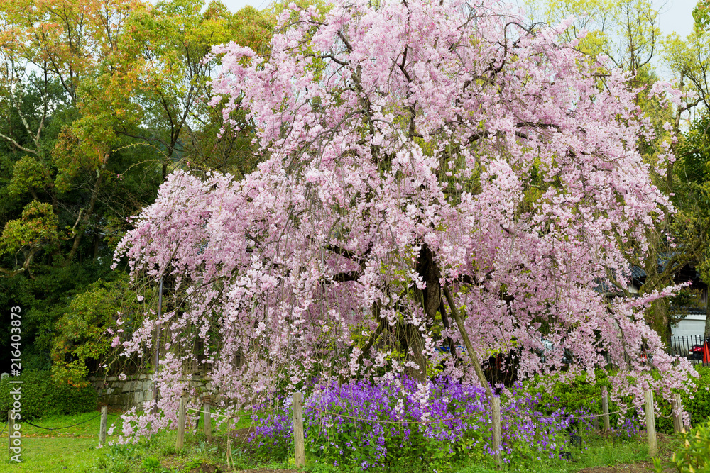 しだれ桜