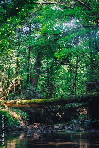 Tree log like a bridge above the river in wild forest. Travel and adventure concept. Landscape photography