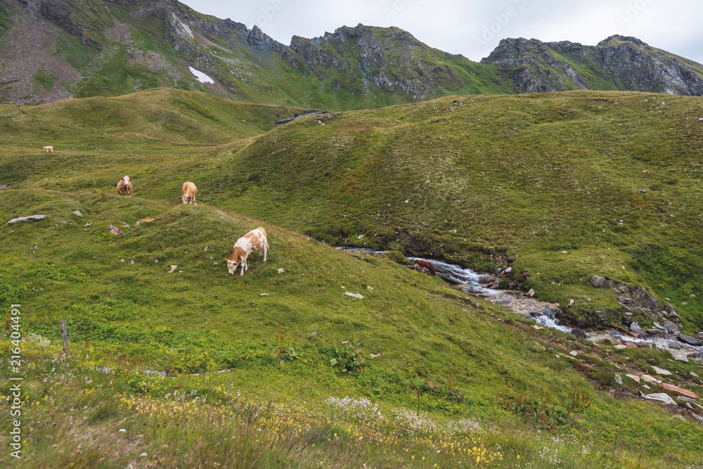 Kühe in den Hochalpen, Grossglockner hochalpenstrasse, Hohe Tauern Nationalpark, Österreich
