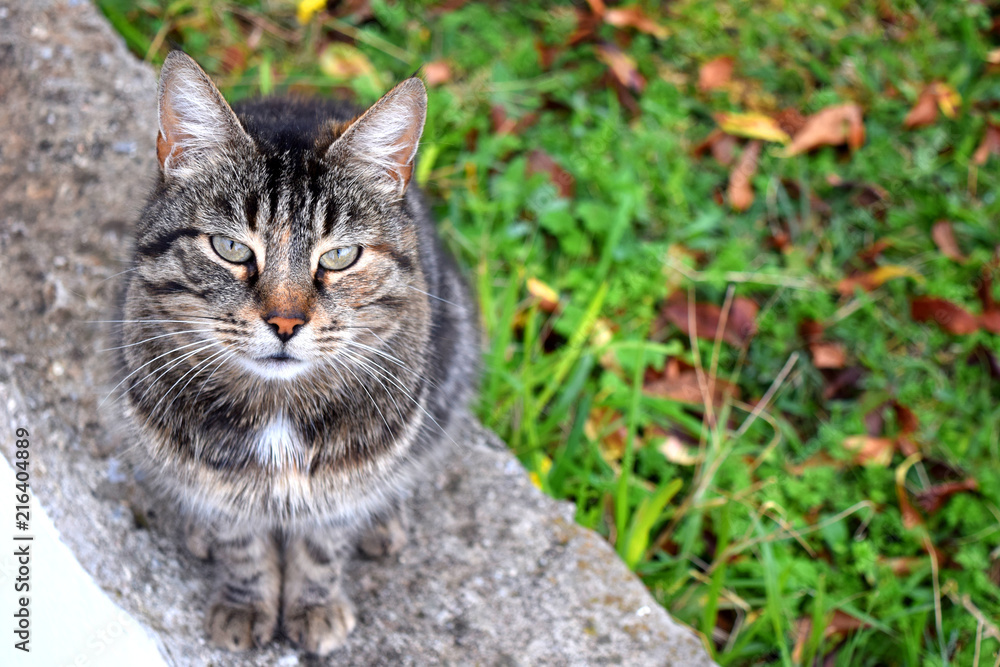 Wild cat at the garden Wild cat at the garden