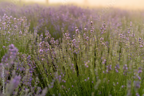 Fields of lavender flowers at sunrise