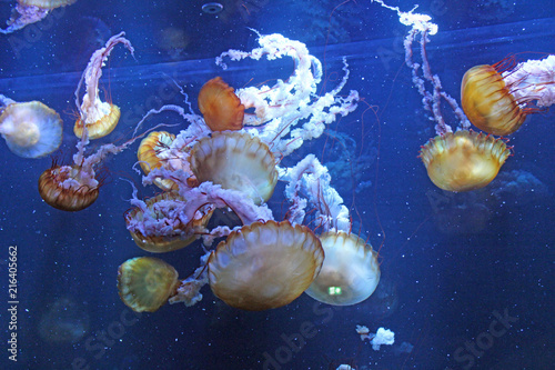 Méduses, Aquarium de Boulogne sur Mer