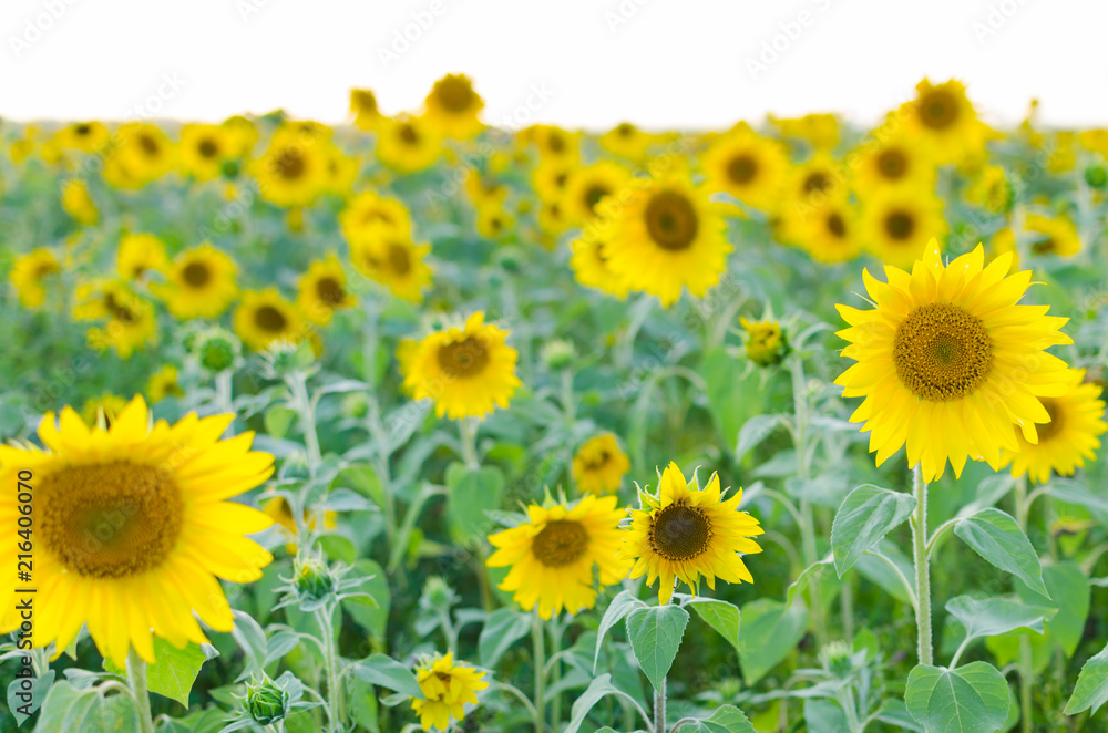 Fototapeta premium Field of sunflowers on Sunny day.