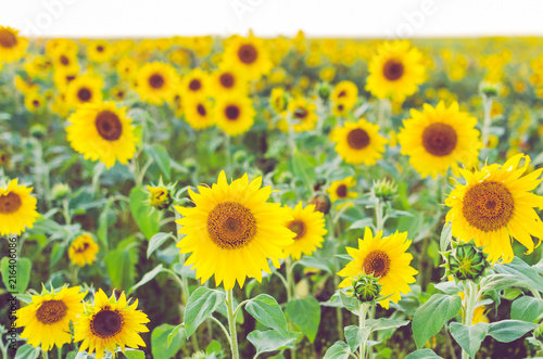 Fototapeta Naklejka Na Ścianę i Meble -  Field of sunflowers on Sunny day.