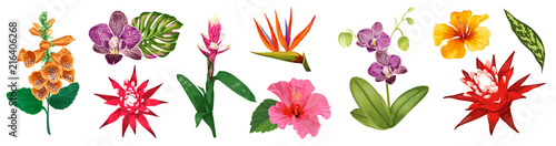 Tropical Watercolor Flowers Collection. Floral Set with Exotic Flowers Hibiscus, Orchid, Lily. Botanical Design for Wedding, Wallpaper, Fabric, Invitation. Vector illustration