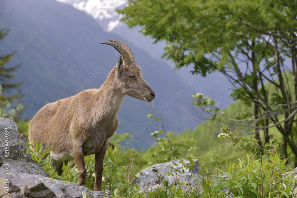 Profile female Alpine ibex (Capra ibex) in the mountains of the Alps from around chamonix-Mont-blanc in France