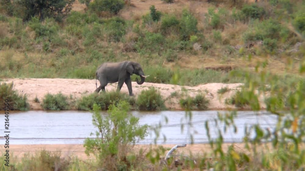 A big African elephant is walking next to a river in this wide shot. A big African elephant is walking next to a river in this wide shot.