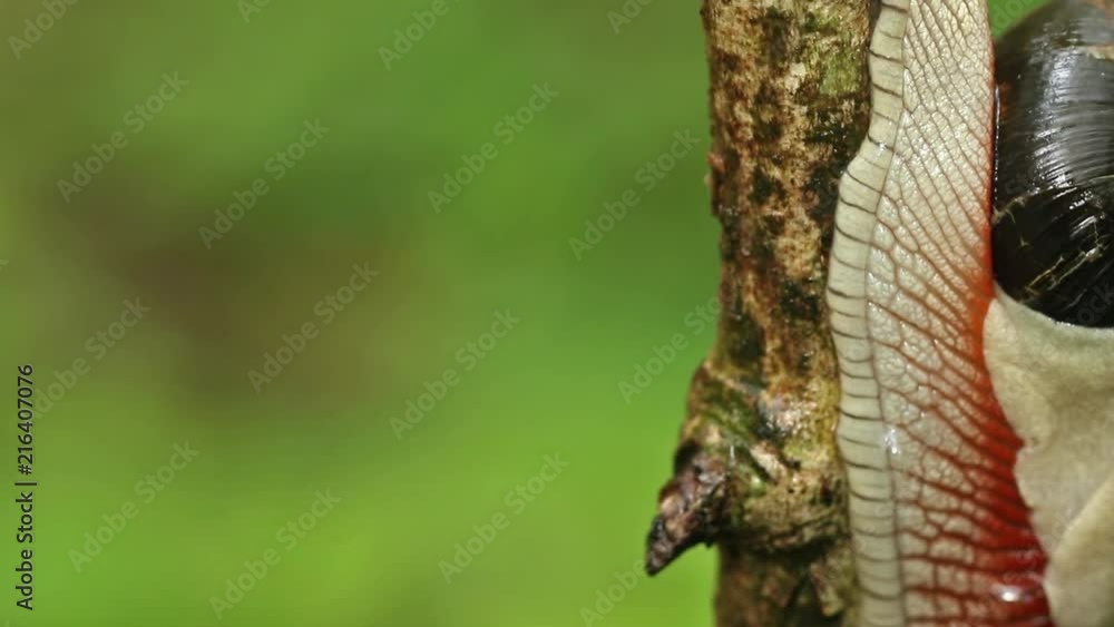 Indrella ampulla snail movement close up