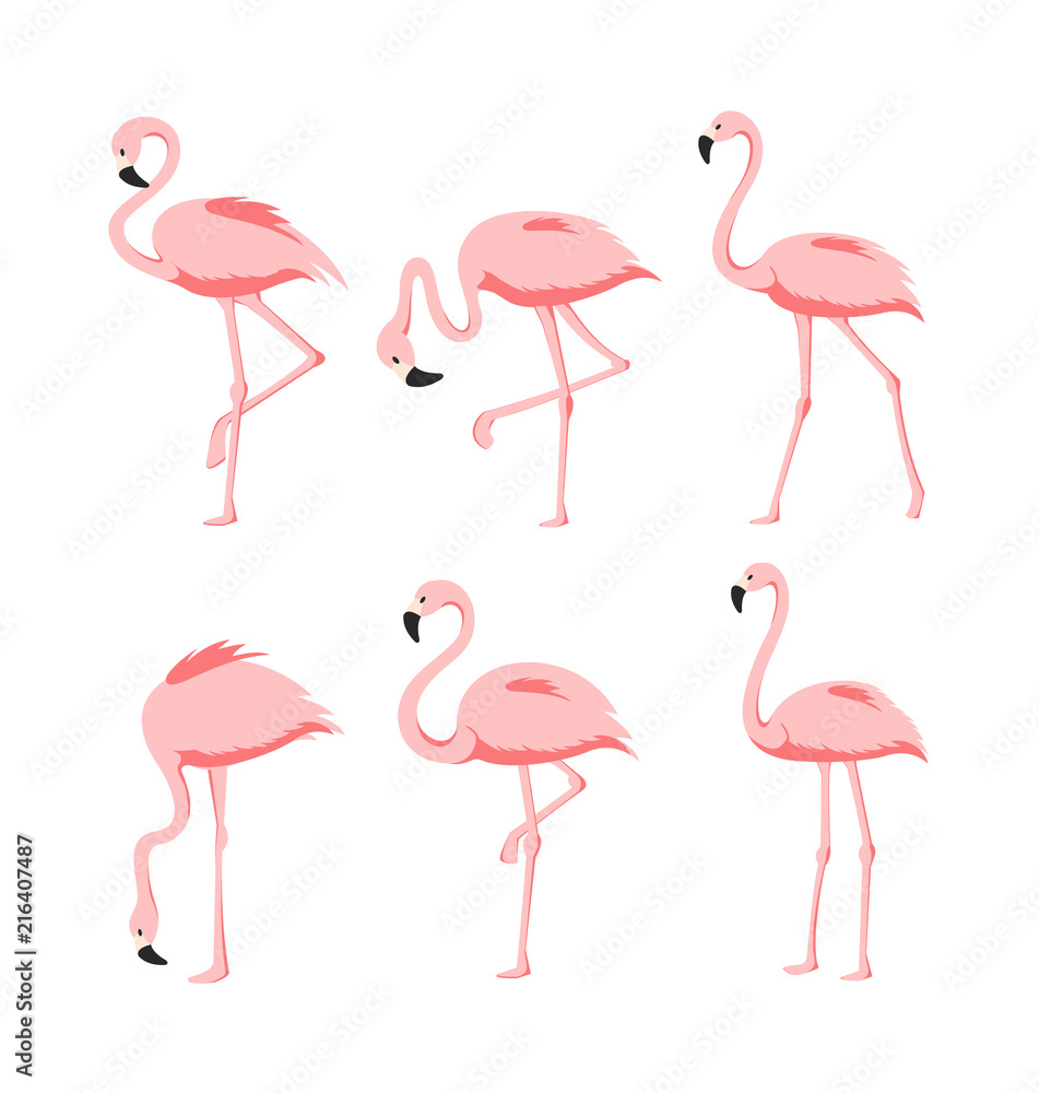 Obraz premium Vector Illustration set of Beautiful elegant pink flamingos in different poses on white background, exotic tropical birds for summer concept in flat cartoon style.