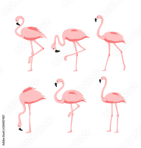 Vector Illustration set of Beautiful elegant pink flamingos in different poses on white background, exotic tropical birds for summer concept in flat cartoon style.