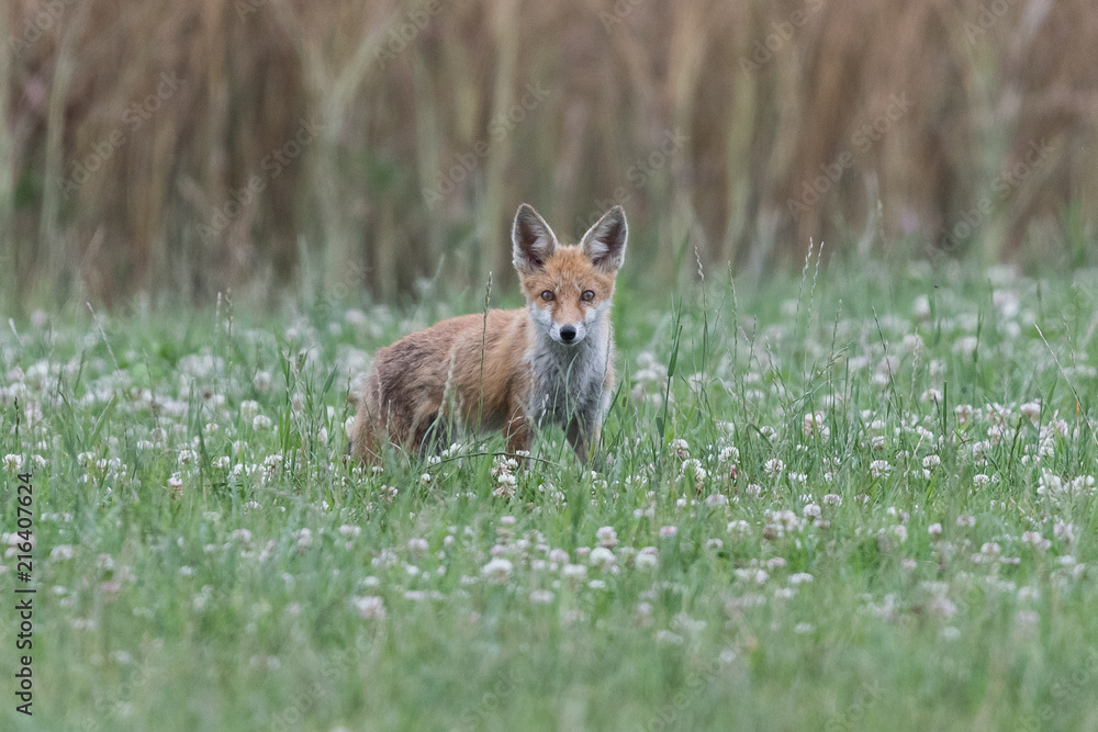 Fuchs Fuchs