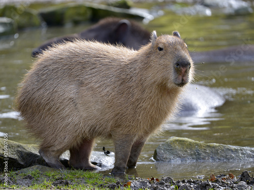 Fotografie Closeup capybara (Hydrochoerus hydrochaeris) the paws in water at the edge of a