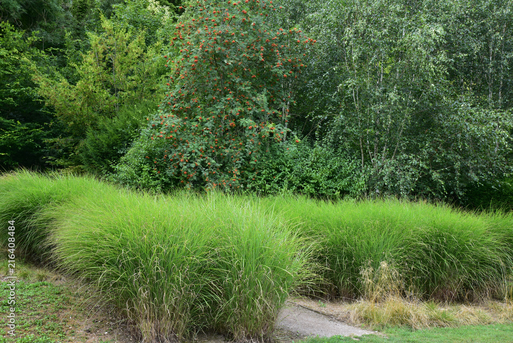 Fototapeta premium Graminées au jardin