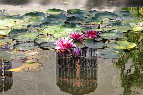 Fotografia Pink water-lilies in a pond near the Vorontsov Palace in the Crimea