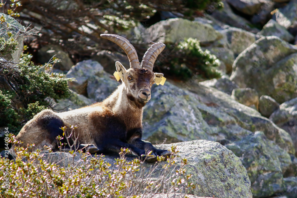Naklejka premium Bouquetin ibérique