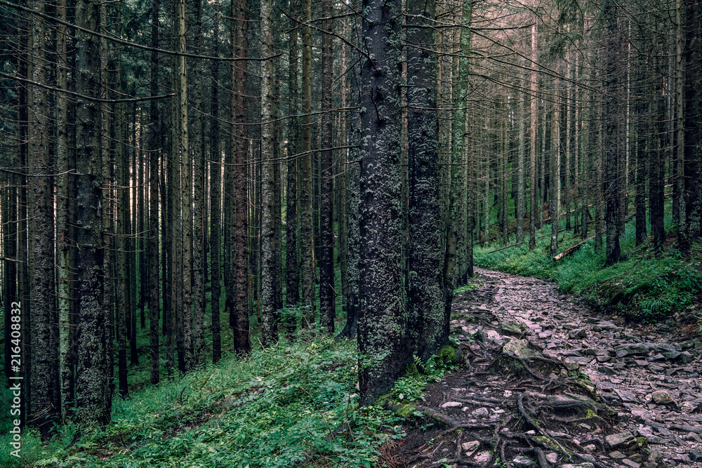 Obraz premium Scenic forest view with idyllic path after rain at summer morning in Tatra mountains, Poland