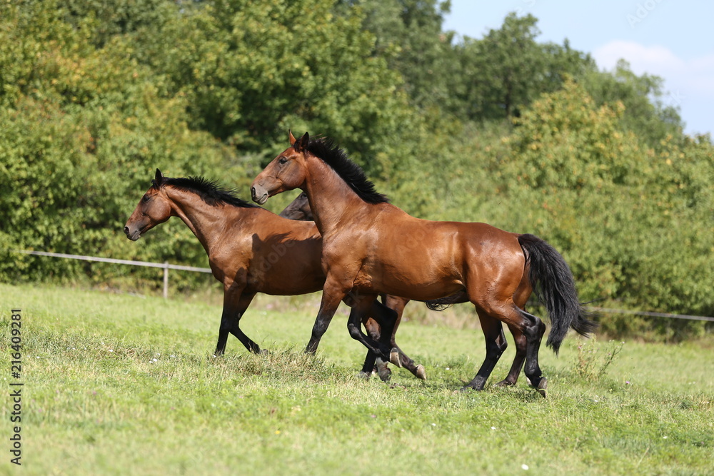 Thoroughbred young horses runs across a pasture summertime Thoroughbred young horses runs across a pasture summertime