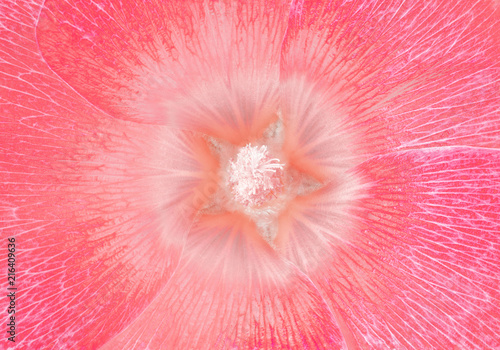 lavatera pink flower closeup. Macro. It can be used in website design and printing.