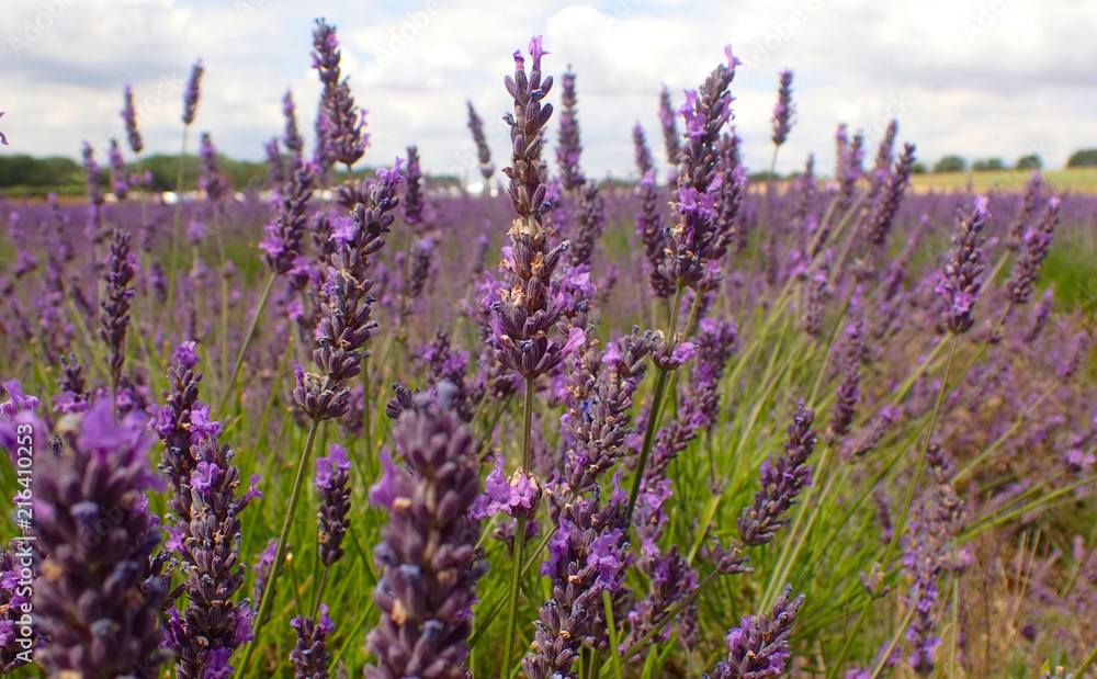 Obraz premium Close up of lavender stems and flowers.