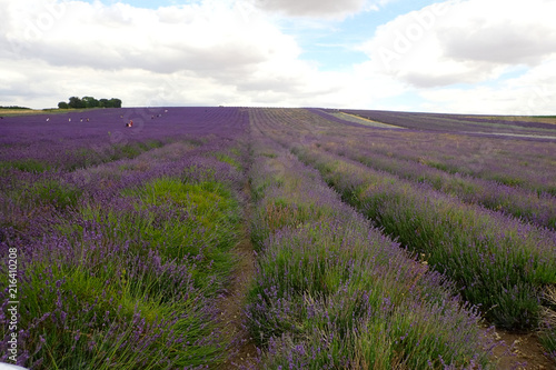 Vast purple lavender fields.