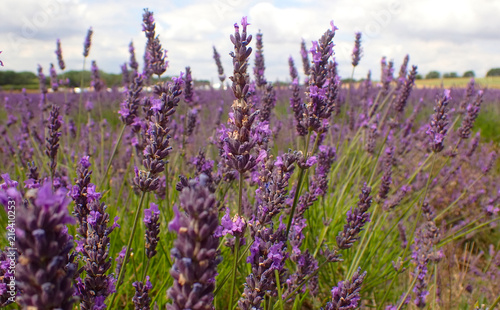 Close up of lavender stems and flowers.