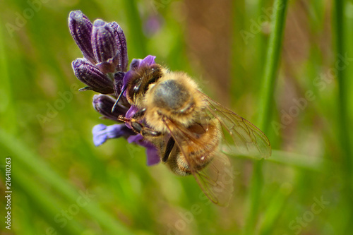 Close up of a bee taking nectar from a lavender flower. © FoeToes Photography