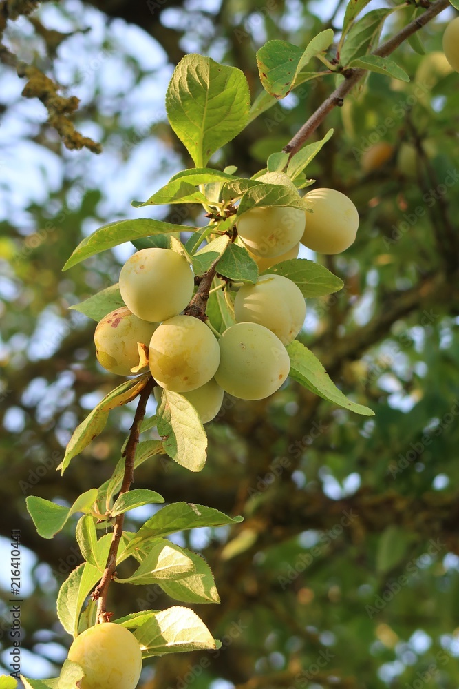 Mirabelles sur une branche d'arbre