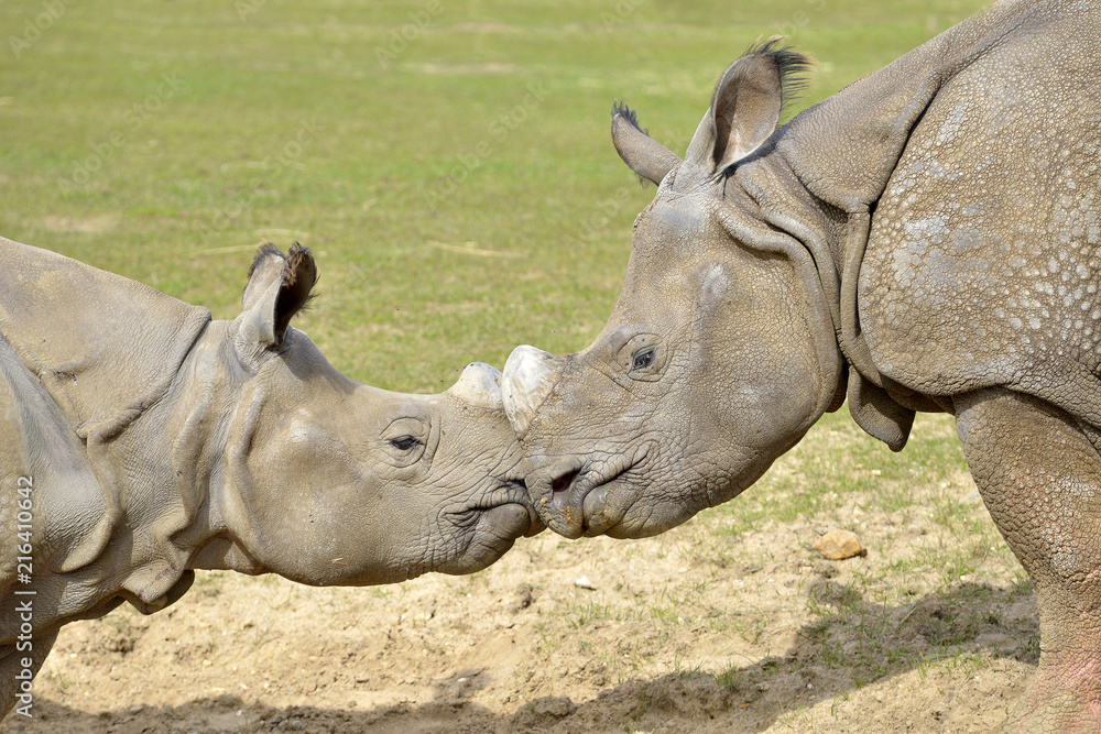 Fototapeta premium Zbliżenie dwa indyjskie nosorożce (Rhinoceros unicornis) widziane z profilu, kufa przy pysku