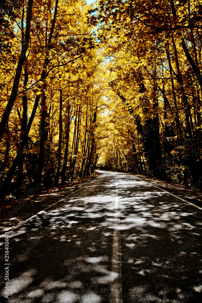 Fototapeta premium tree through the way green and brown Bartın Turkey