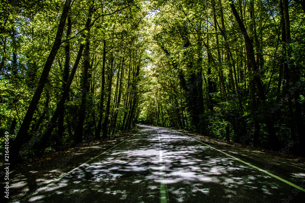 tree through the way green and brown Bartın Turkey tree through the way green and brown Bartın Turkey