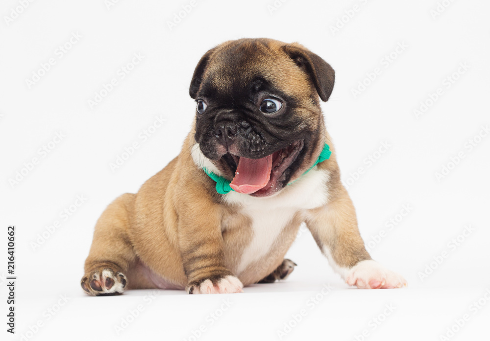 Obraz premium French Bulldog puppy on a white background