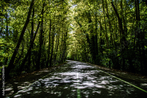 tree through the way green and brown Bartın Turkey