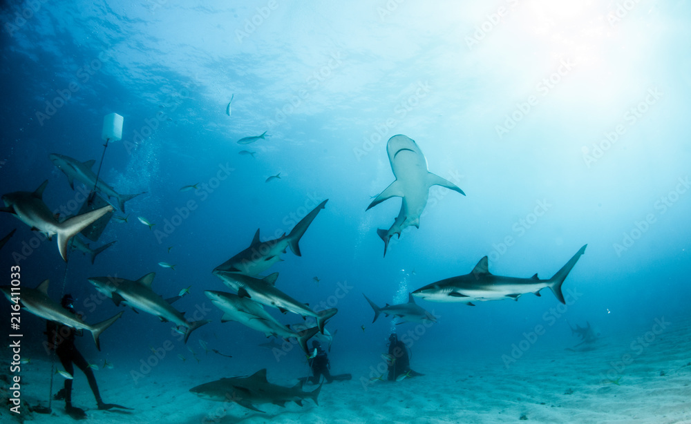 Obraz premium Caribbean reef shark