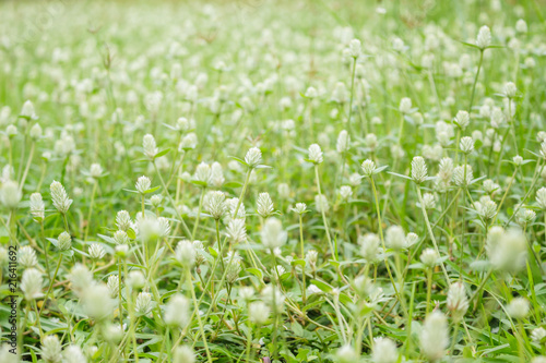 White flowers grass field that bloom in the rainy season.