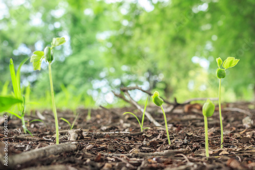 seed germination growth into forest