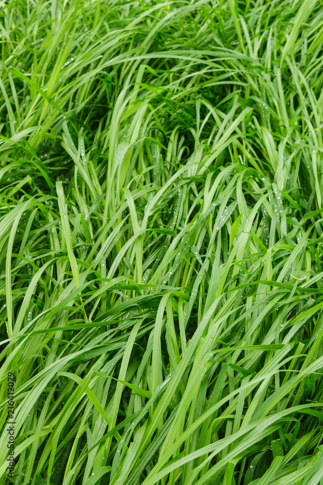 water drop on green grass in the rain texture nature background water drop on green grass in the rain texture nature background