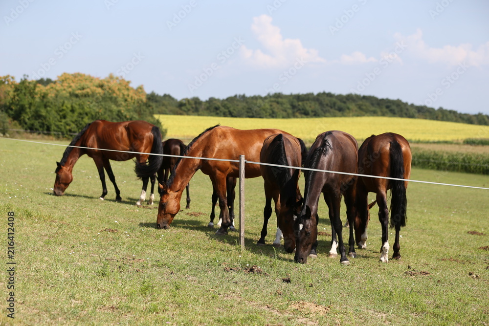 Young healthy horses grqaze peaceful summer green pasture