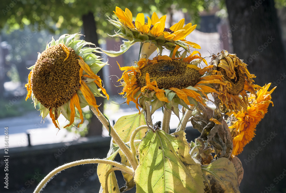 Bouquet of dead sunflowers in the street 2 Stock Photo Adobe Stock