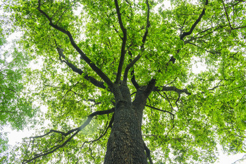 Fototapete Bäume Bäume im Wald während der Regenzeit  © angintaravichian