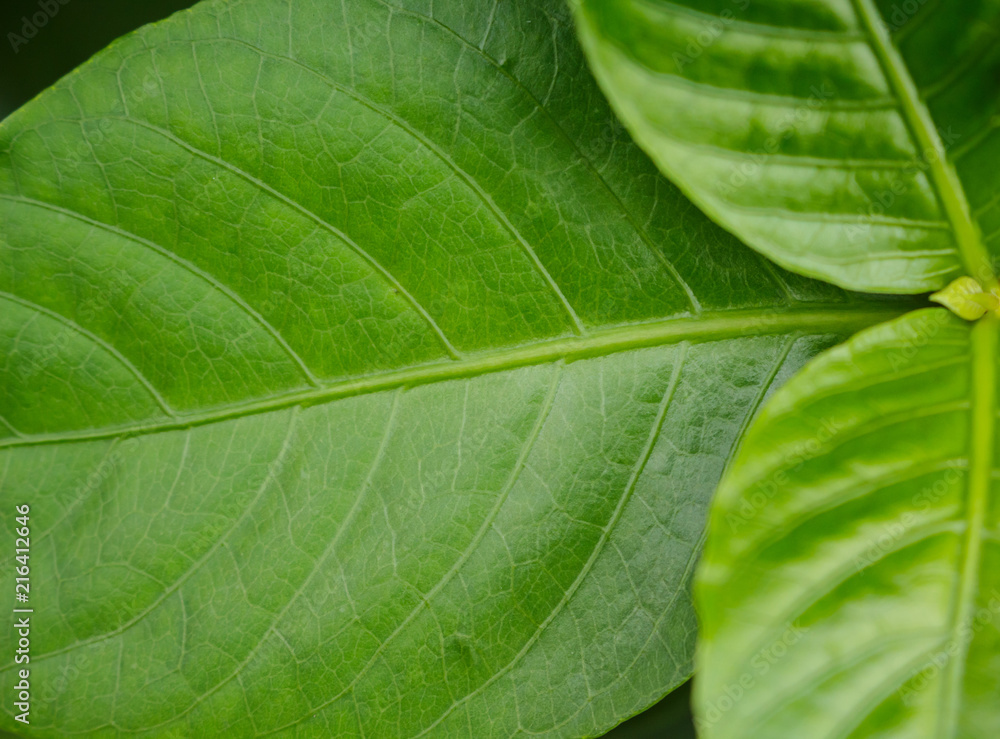 green leaf texture pattern abstract background. green leaf texture pattern abstract background.