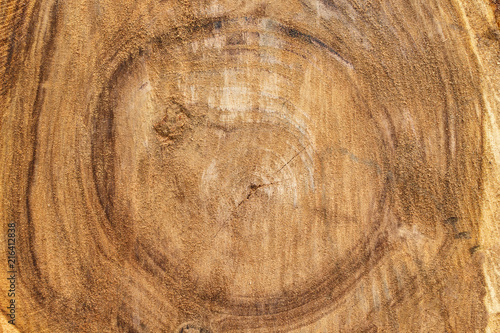 tree texture cut wood pattern ring inside tree trunk.