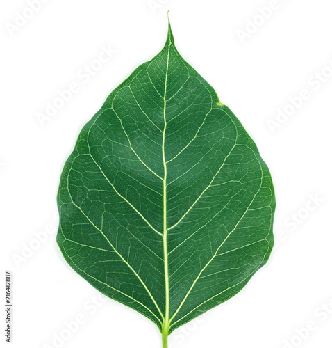 green leaf texture on white background.