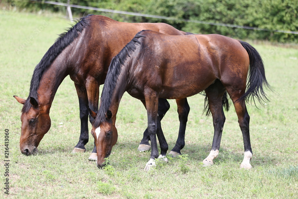 Young healthy horses grqaze peaceful summer green pasture Young healthy horses grqaze peaceful summer green pasture