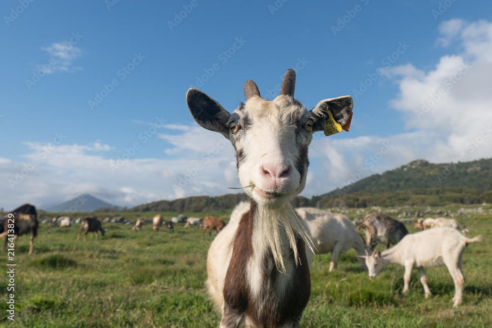Obraz premium A herd of goats grazing on the green fresh pasture near the ocean at the sunny day