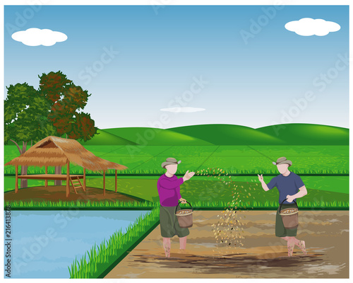farmer sow manure in paddy field vector design