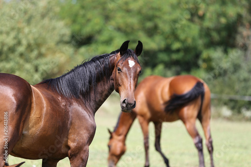 Portrait of a beautiful young purebred horse