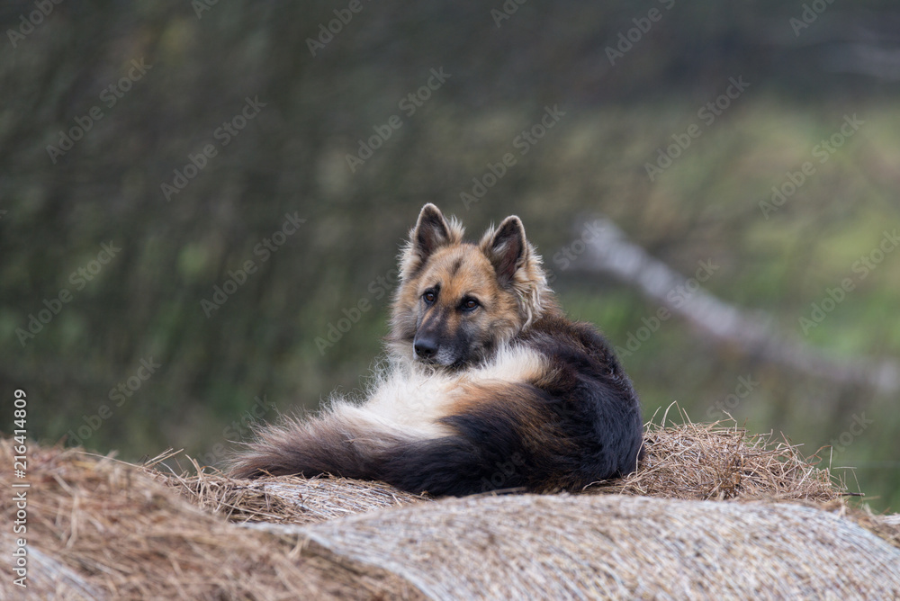 Guard Dog Lying On A Haystack In The Yard. Sheep Dog On The Hay. Dog In The Manger. The Dog Guards The House